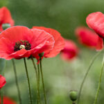 2025年3D全年开奖结果完整版:每日精准号码全记录 0cqvr0yw