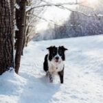 2025年135期彩票开奖结果查询与中奖号码公布 8bogpm