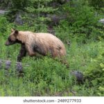 2025年3D第059期开奖结果查询与号码分析 8gyze9kr10