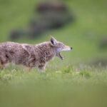 2025年3D开奖数据完整统计与走势分析报告 codqqbq