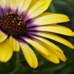 F1墨西哥大奖赛正赛直播:红牛车队维斯塔潘能否再次夺冠? k3c9j91y52